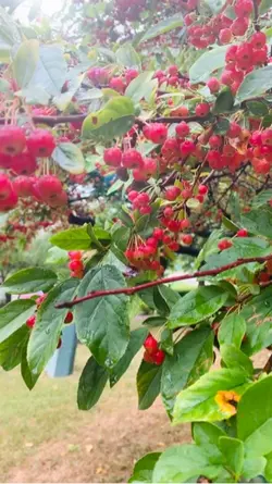 Cherry Tree 