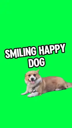 SMILING HAPPY DOG