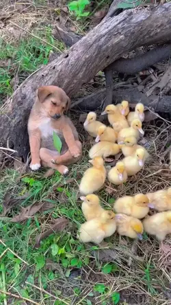 cutepuppy