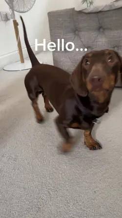 Cute dog template