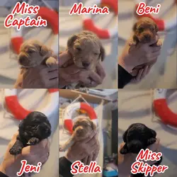 Meet the Puppies