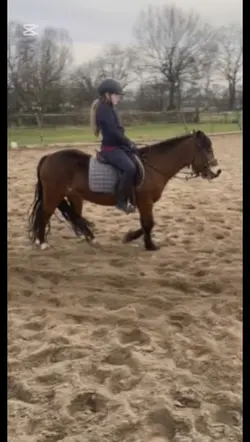 ⚠️fake horse⚠️