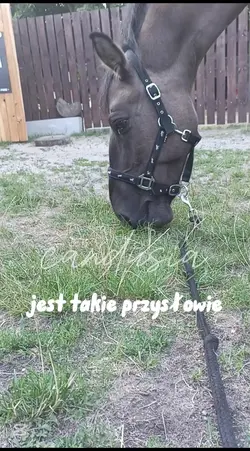 takie przysłowie 
