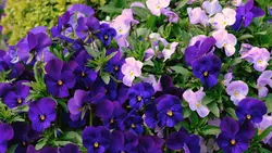 Fiori Viole 