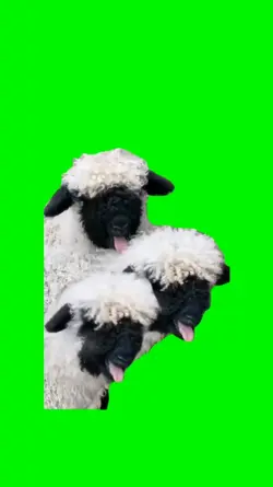 funny sheep's meme 