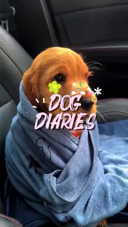 Dog Diaries