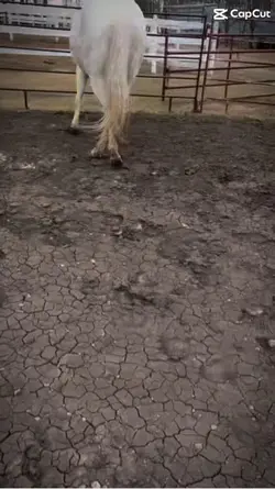 Not my horse!