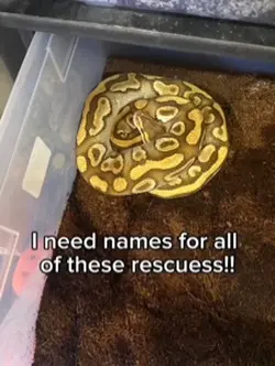 sneks