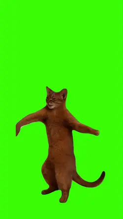 Cat/Gato