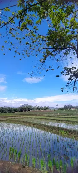 Gugur Bunga
