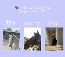 Love those ponies 