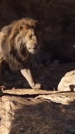 Mufasa edit