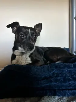 Mr snuggles