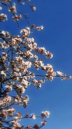 Spring time 🌸
