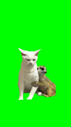 MEERKAT HUGGING CAT