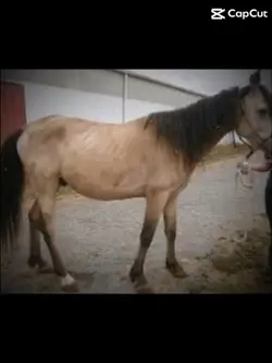 This horse😫