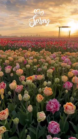 Spring ****