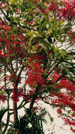 কৃষ্ণচূড়া ফুল