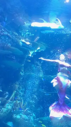 BX SEA | Aquarium 