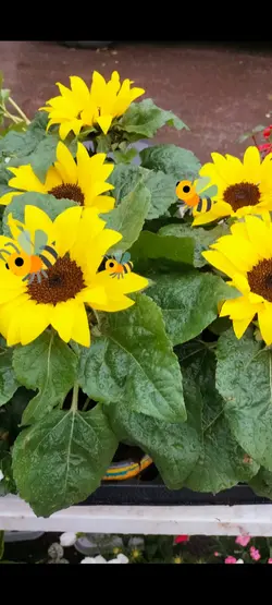 Sunflower 