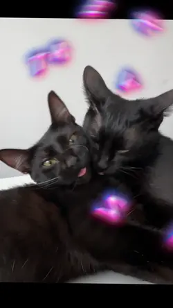 Cats lover 01