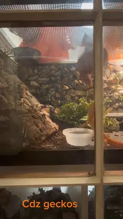 Cdz geckos ✋ feeding