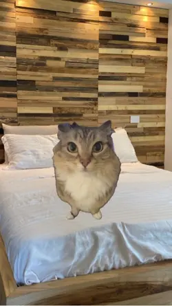 Cat ❤️ 