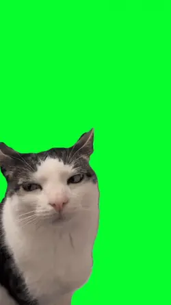 funny cat sideeye
