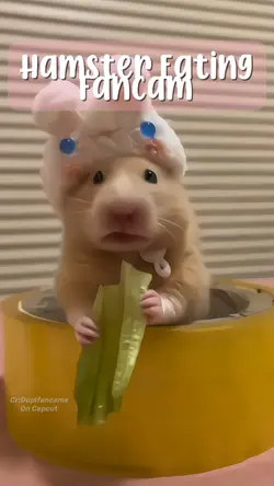 Hamster Eat Fancam
