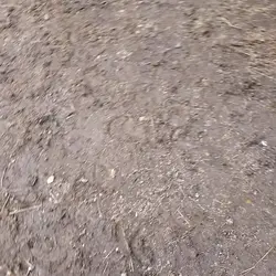 älskade killen