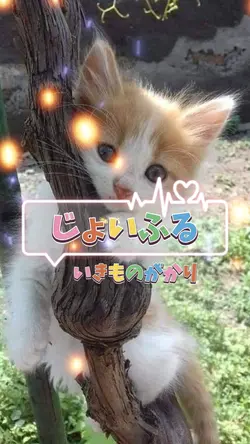 じょいふる いきものがかり