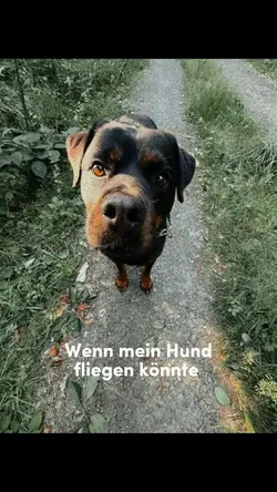 AI Dog Flying