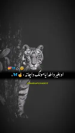 پښتوشعر