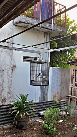 MANUK IKI