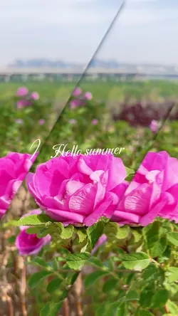Hello summer