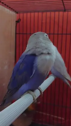 lovebird