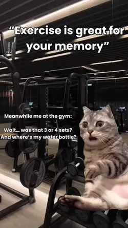 Gym memory cat