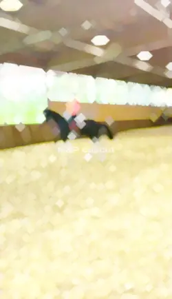 dressage slomo