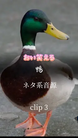 おい笑える