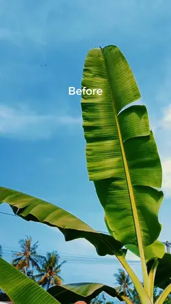 Before / After