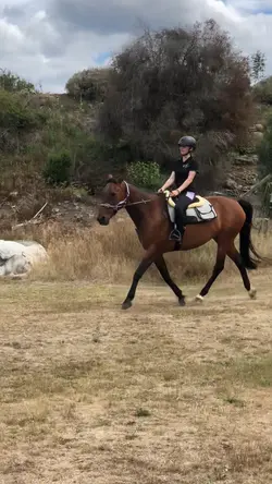 Gaited horse!