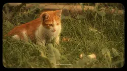 Aesthetic 1 clip