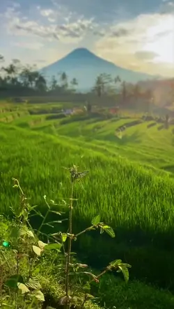 cinematic nature