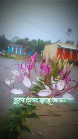 কেপ কাট 