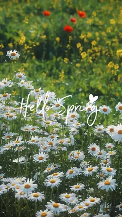 Hello spring