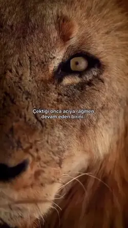 Aslan.. 