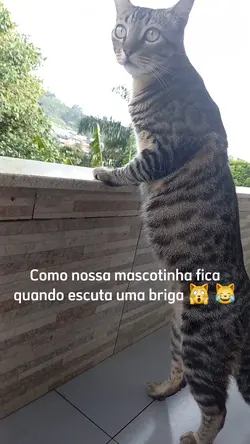 Gatos Memes 