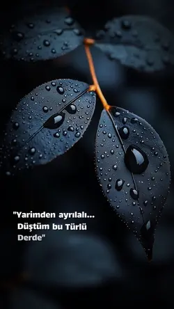 şarkının güzelliği 