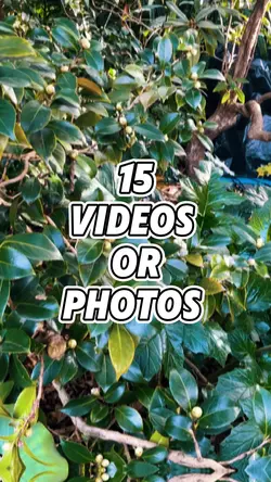 Mini vlog video