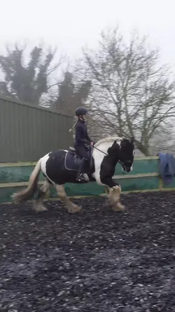 Dressage>>